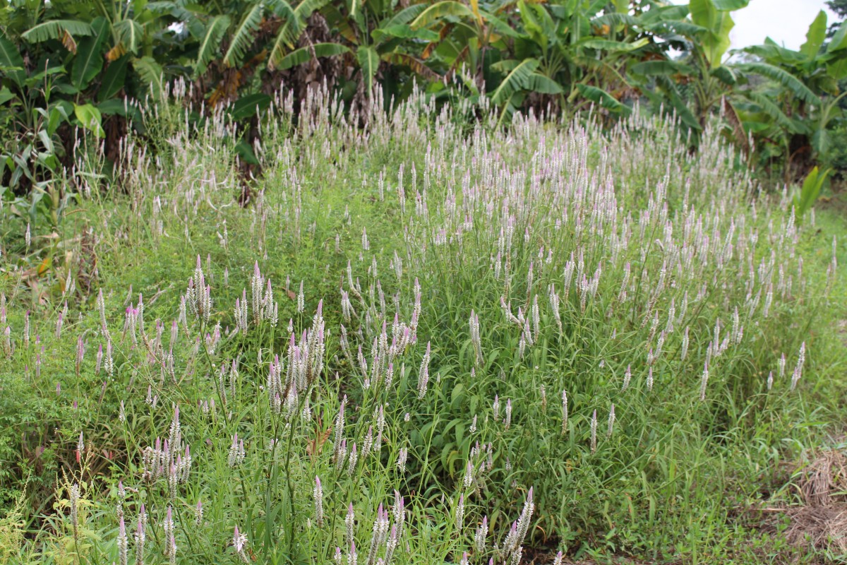 Celosia argentea L.